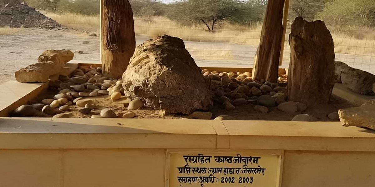 Preserved Wood Fossil Site