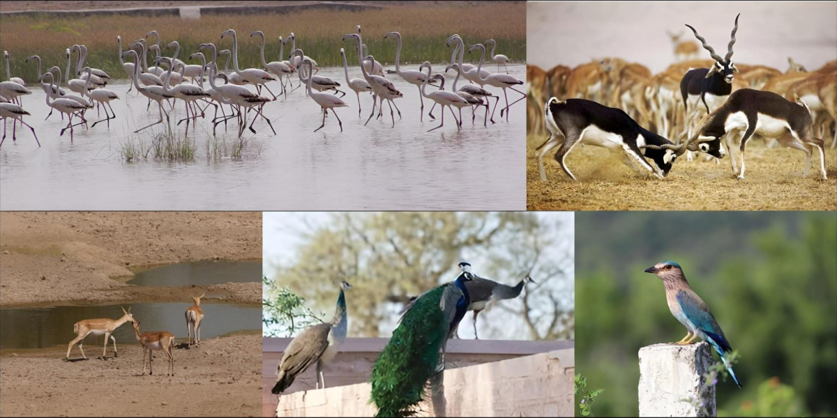 Bishnoi Village Blackbucks Birds