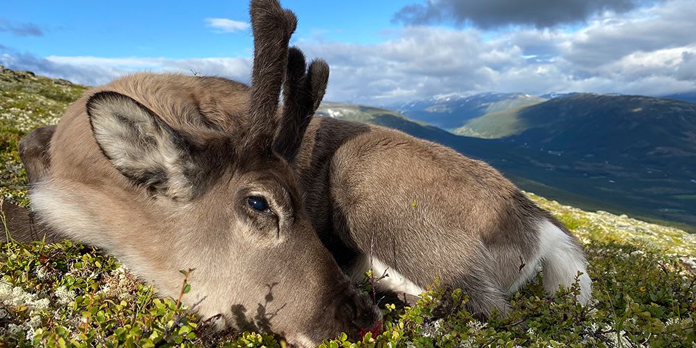 Reinsjakt med kalv på kvoten!