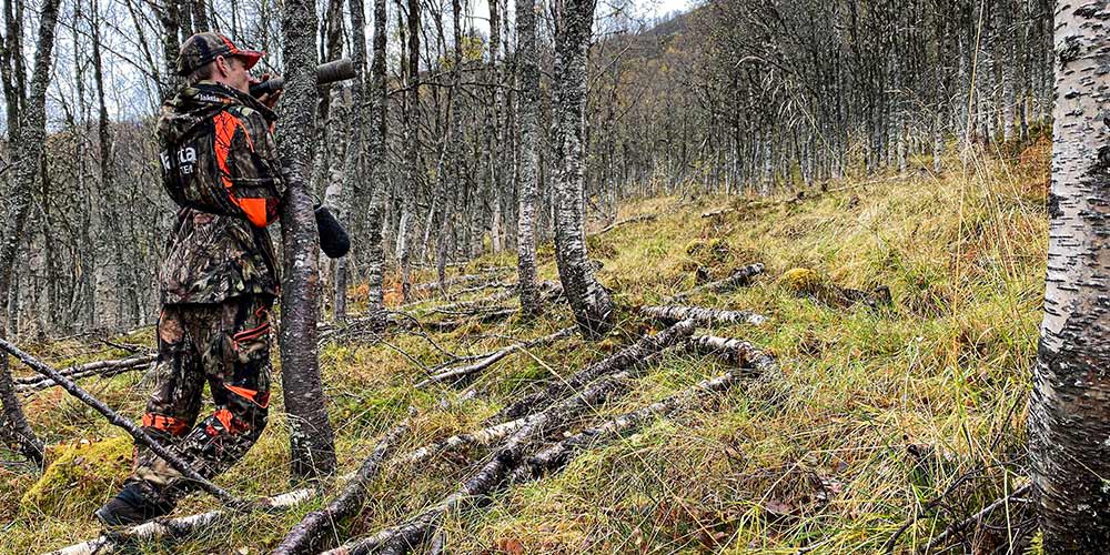 Hvordan lokke til seg brølende hjort?