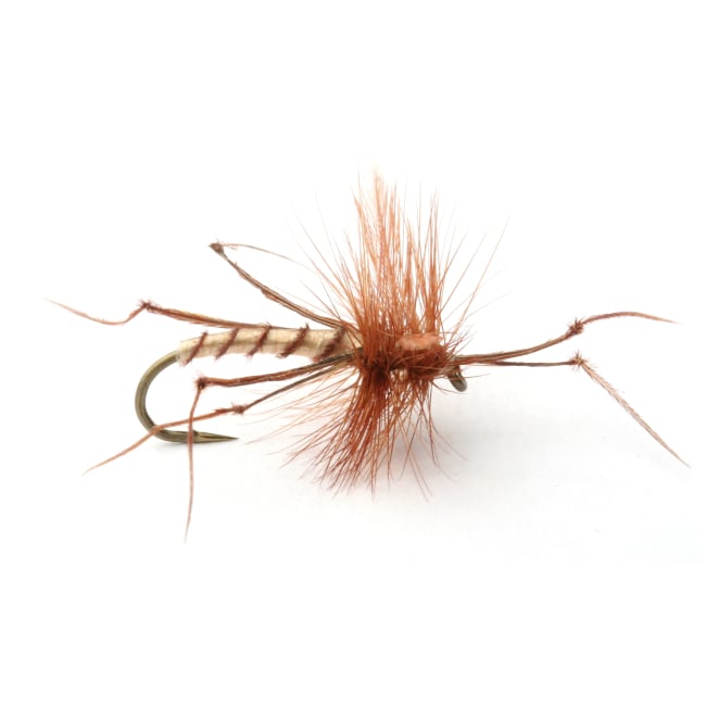Umpqua Daddy Long Legs #10