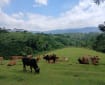 Sapi-sapi merumput dan beristirahat di padang berpagar dengan perbukitan hijau di kejauhan.