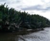 Panorama pohon nipah tumbuh rapat di tepi sungai kawasan Tanjung Puting pada hari mendung, air sungai gelap memantulkan langit kelabu.