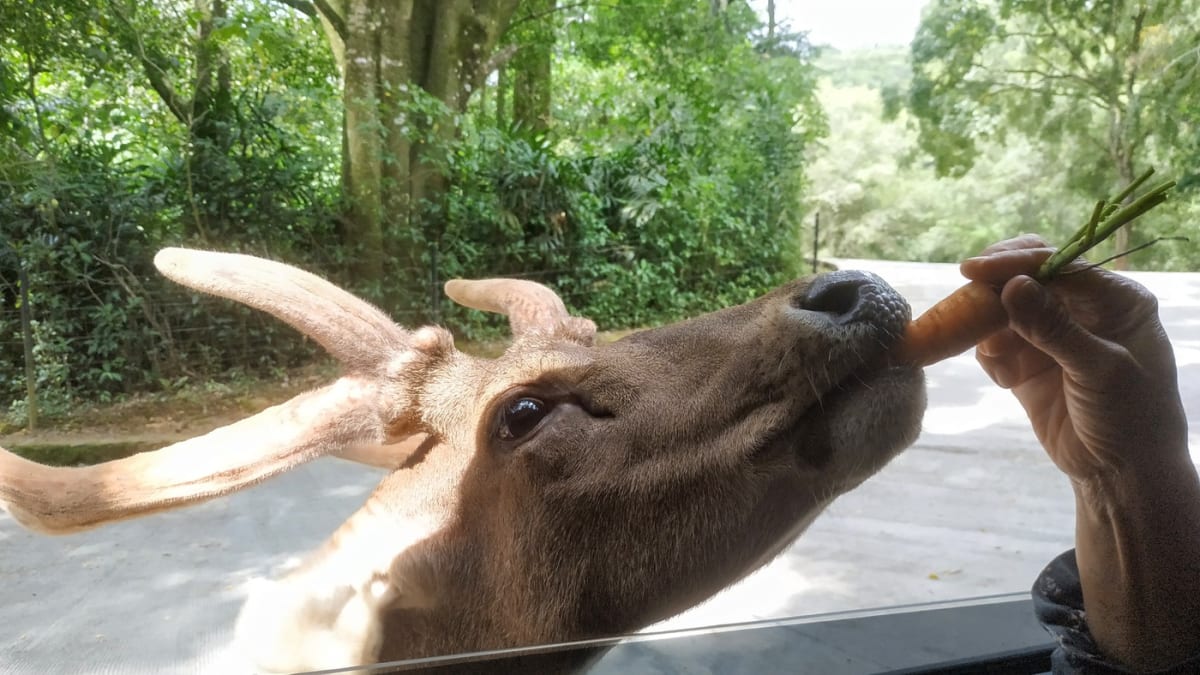 Seekor rusa mengunyah wortel yang diulurkan tangan dari dalam mobil, dengan bingkai jendela mobil terlihat di bagian bawah foto