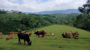 Mini Ranch Sapi Pasundan Cibeureum: Wisata Peternakan Edukatif di Ciamis