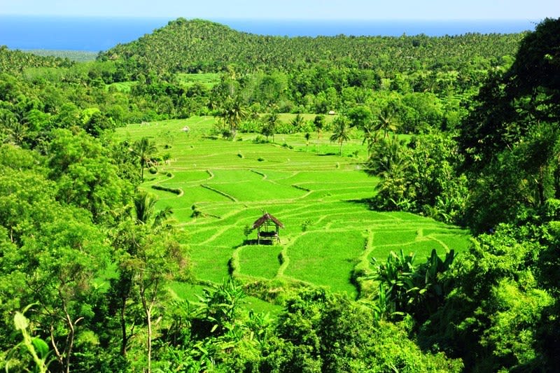 sawah_lombok