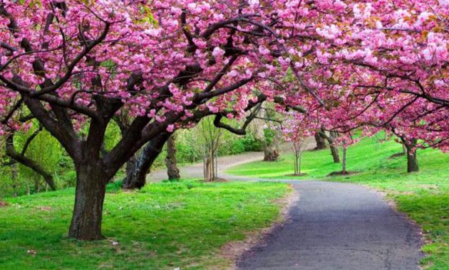 Mau Melihat Sakura Mekar? Ke Taman Sakura Saja!