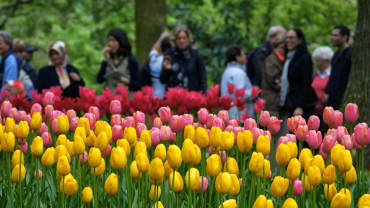 Lihat Keukenhof Penuh dengan Bunga