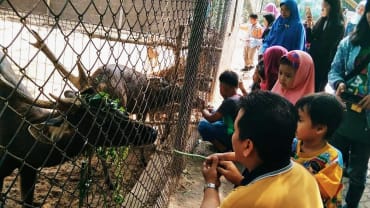 Kebun Binatang Jambi, Spot Pilihan untuk Memperkenalkan Fauna Langka Pada Anak dan Keluarga