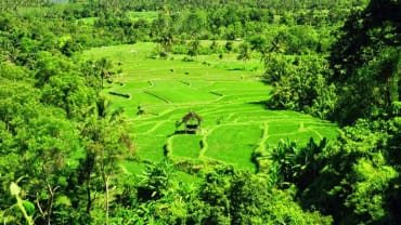 D’Praya, Hotel Nan Tenang di Tengah Sawah