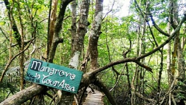 Menjajal Wisata Mangrove Munjang Bangka