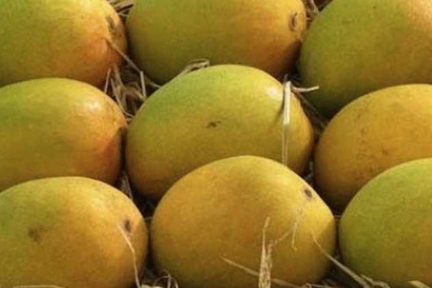 Alphonso mangoes Alphonso mangoes