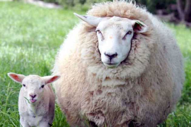 lamb lamb