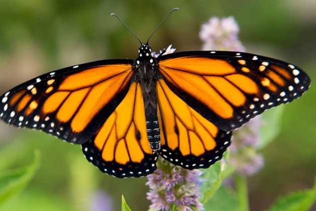 monarch butterflies monarch butterflies