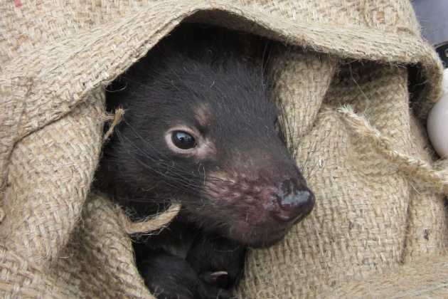 Tasmanian devils Tasmanian devils