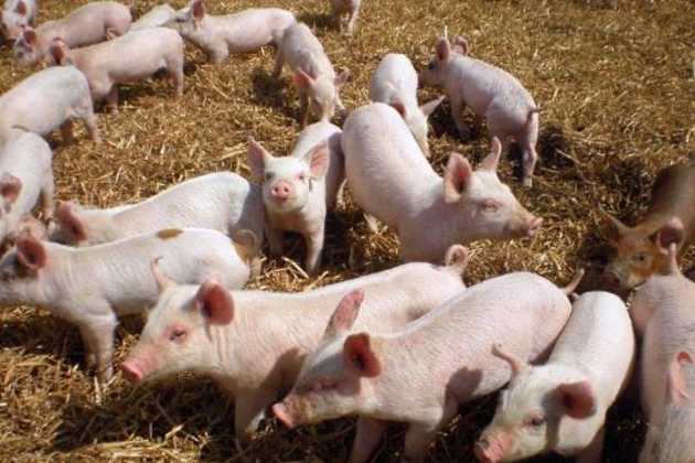 European pork European pork