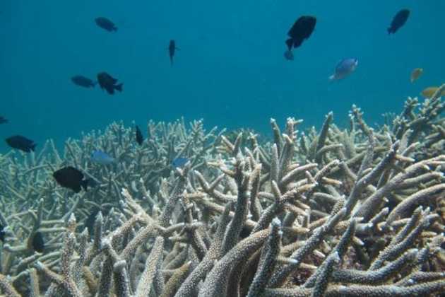 Great Barrier Reef Great Barrier Reef