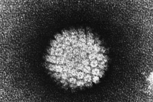 HPV HPV