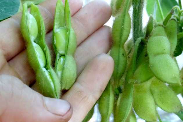 soybean soybean