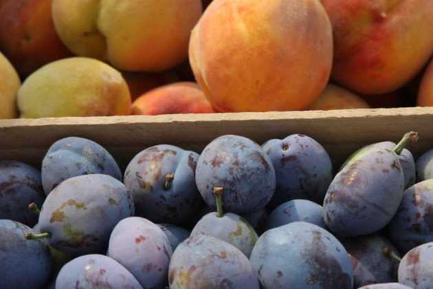 Armenia fruit Armenia fruit