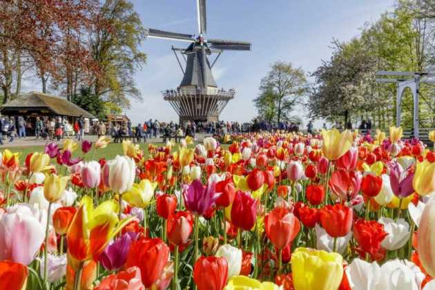 Keukenhof Keukenhof