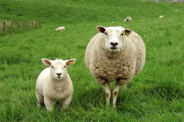 French sheep French sheep