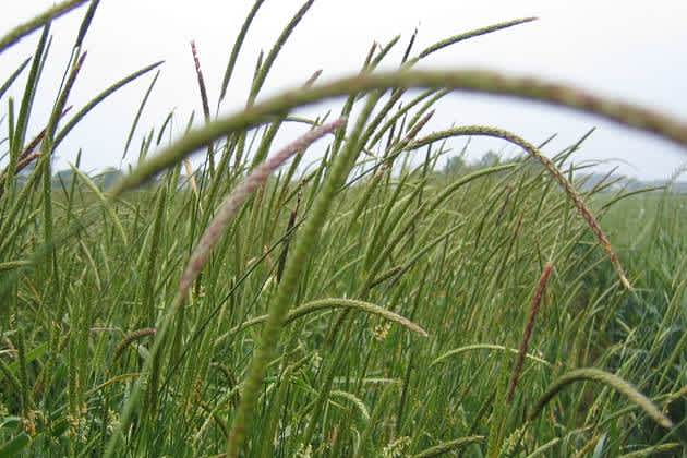 black-grass black-grass