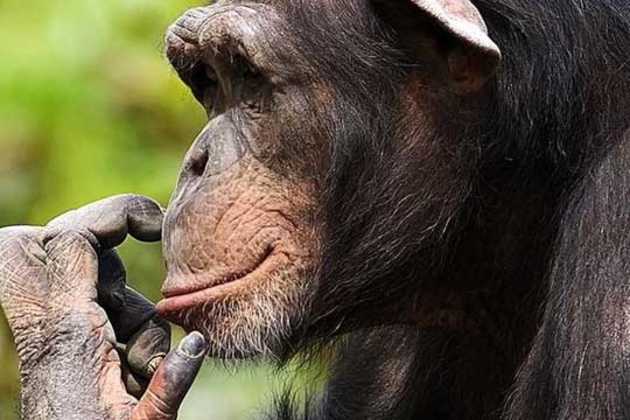 Chimpanzees Chimpanzees