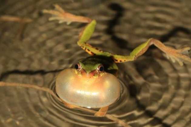 Hyla sanchiangensis Hyla sanchiangensis