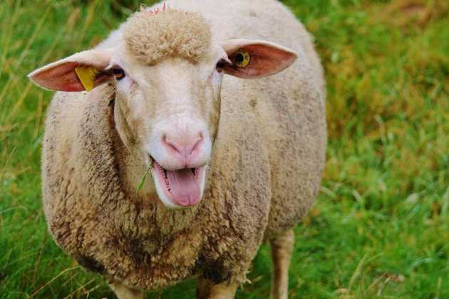 sheep sheep