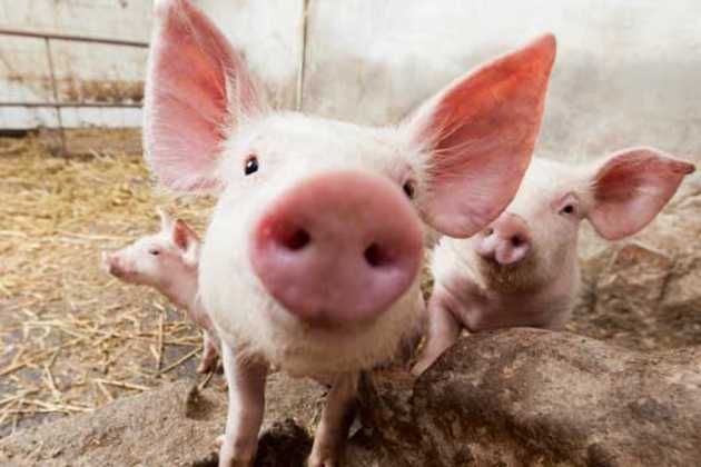 Russian pork ban Russian pork ban