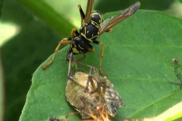 Samurai wasp stink bug Samurai wasp stink bug