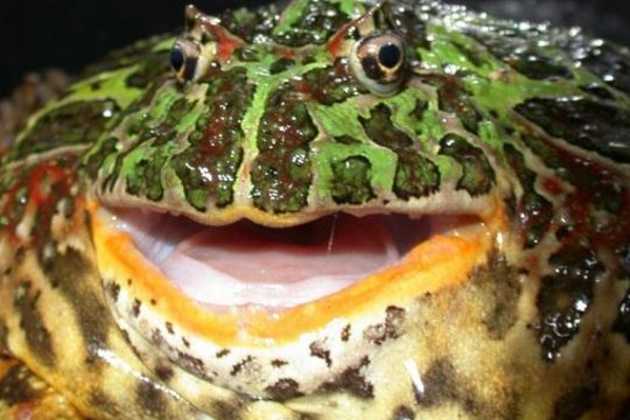 South American horned frog South American horned frog