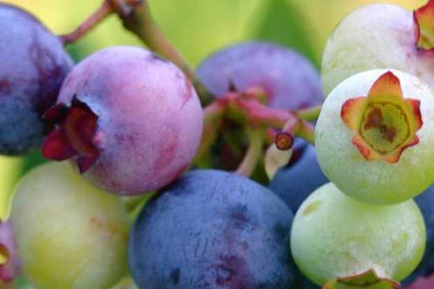 Blueberry Tasmania Blueberry Tasmania