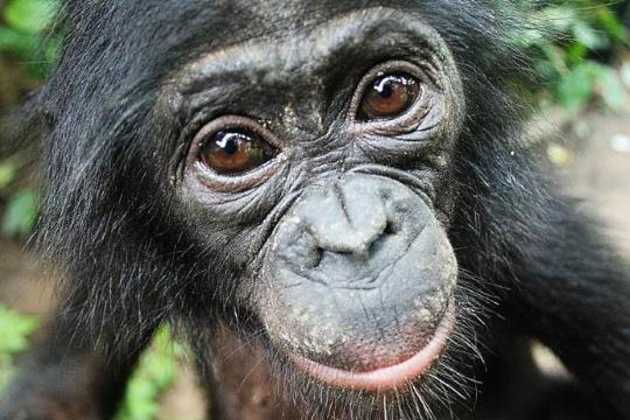 bonobo bonobo