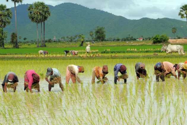 Cambodia rice Cambodia rice