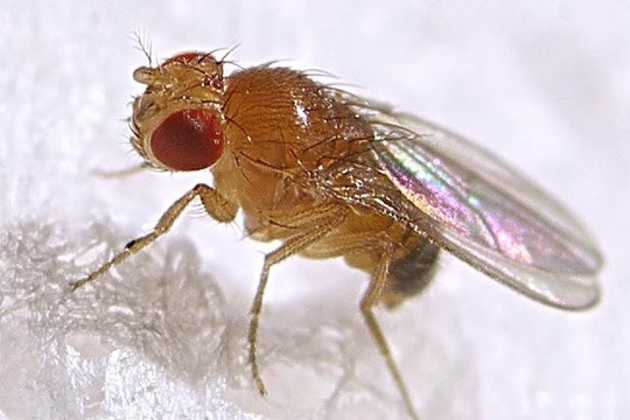 Fruit fly Fruit fly