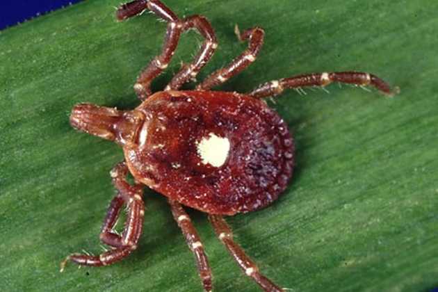 Lone Star tick Lone Star tick