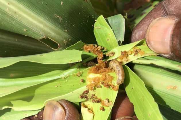 fall armyworm fall armyworm