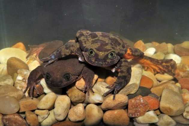 Frogs Frogs