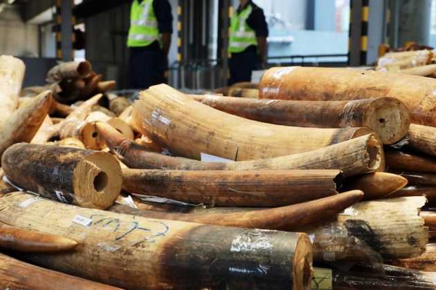ivory tusks ivory tusks
