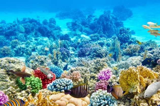 coral reefs coral reefs