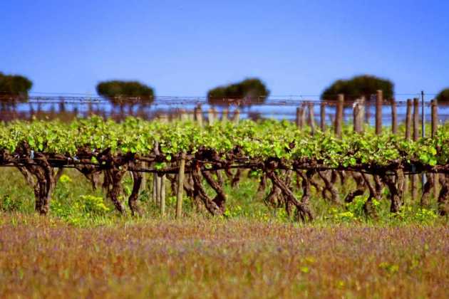Maderia farm Maderia farm