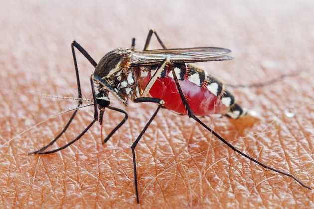 mosquito mosquito