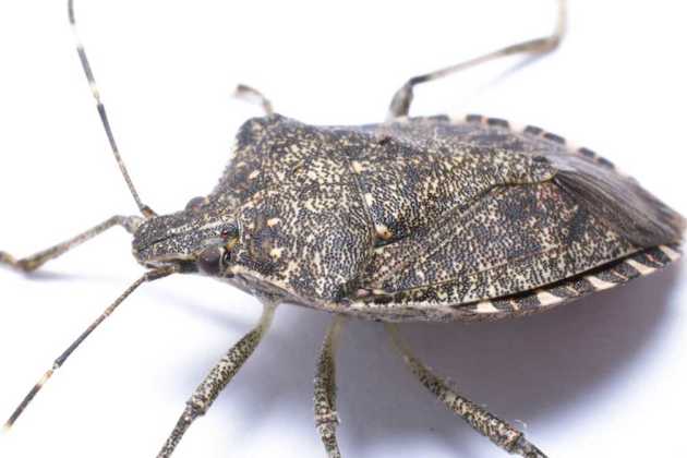 Marmorated stink bugs Marmorated stink bugs