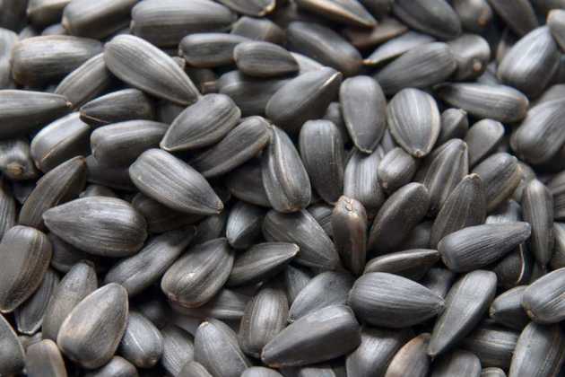 Sunflower seeds Sunflower seeds