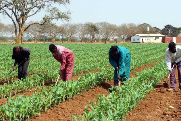 Zambia GMO Zambia GMO