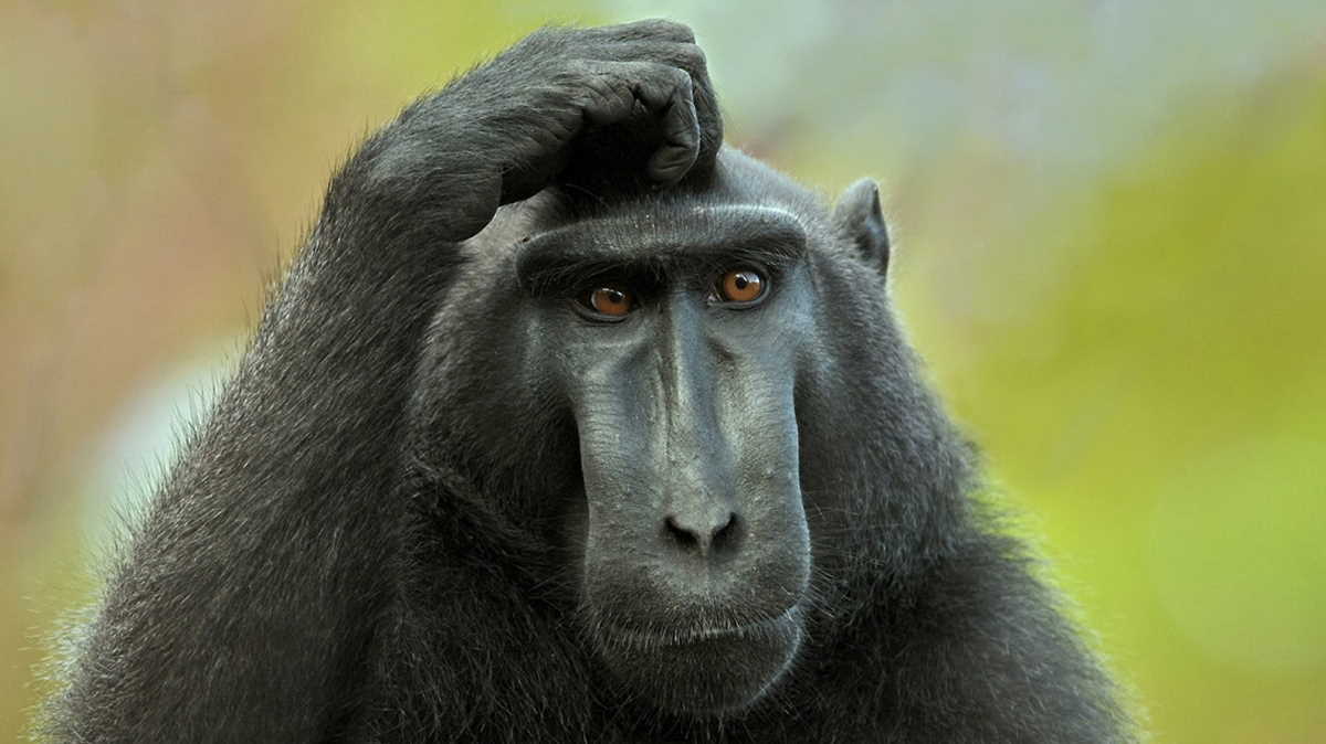 monkey_thinking.jpg