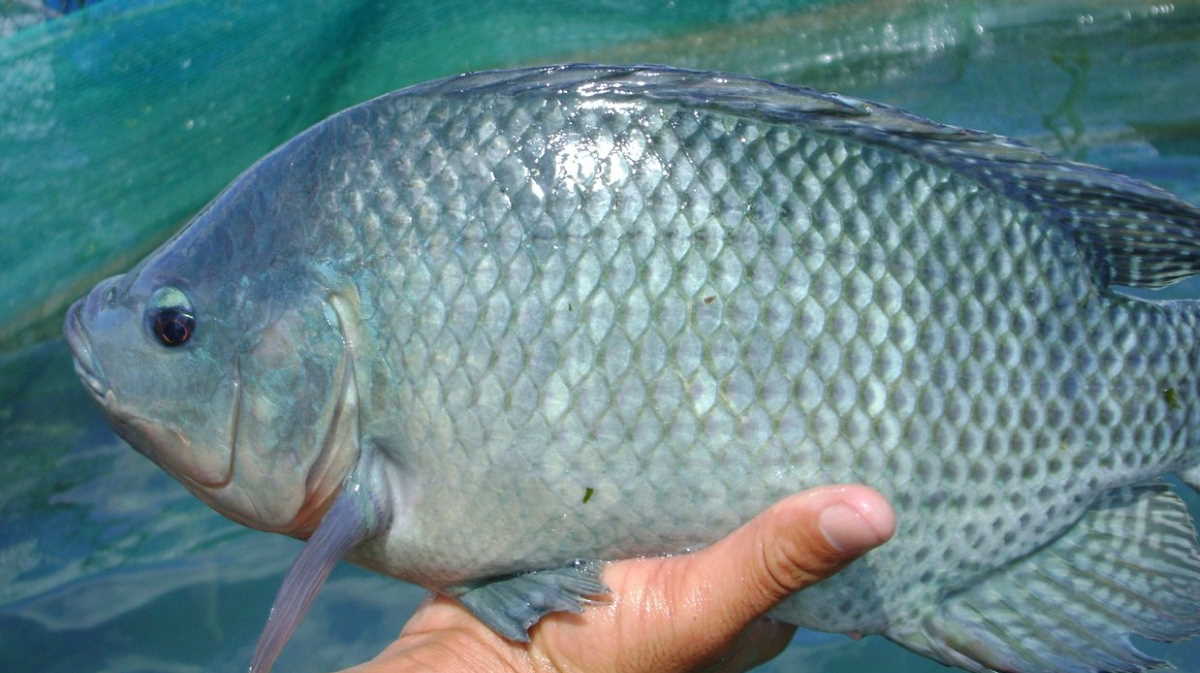 Ikan talapia laut