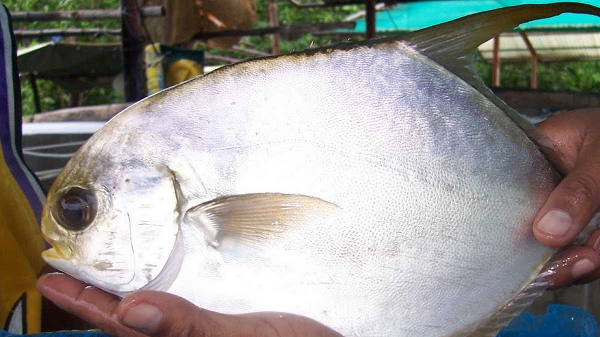 Philippines suspends importation of tuna, pompano, other fish for